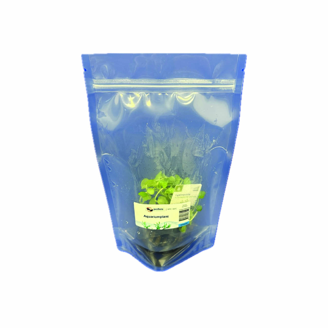 Lysimachia nummularia aurea in stazak